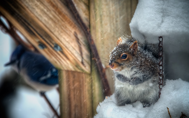 jeff strobel: snow squirrel (gray squirrel in new england snow)