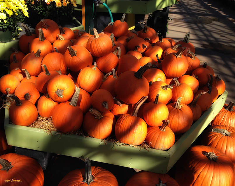 jeff strobel: harvest (harvest pumpkins in massachusetts)
