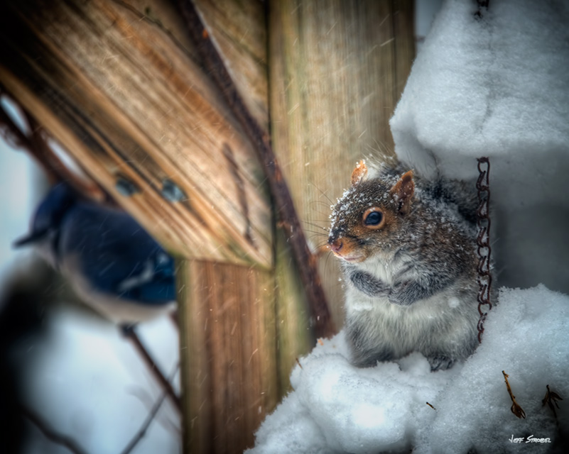 jeff strobel: snow squirrel (gray squirrel in new england snow)