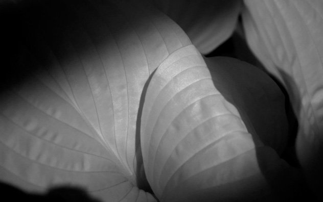 jeff strobel: hosta
