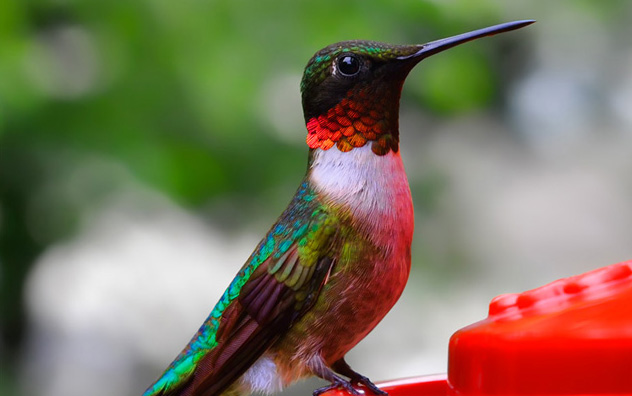 jeff strobel: hummingbird