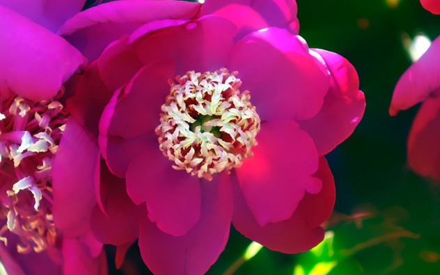 jeff strobel: peonies