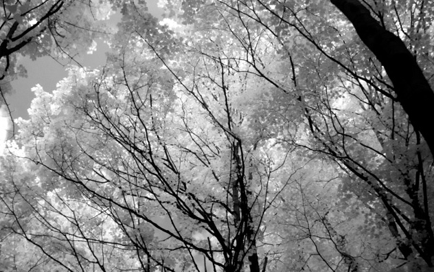 jeff strobel: trees