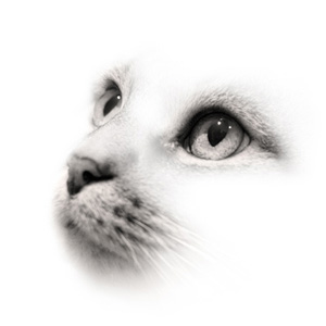 jeff strobel: kitten