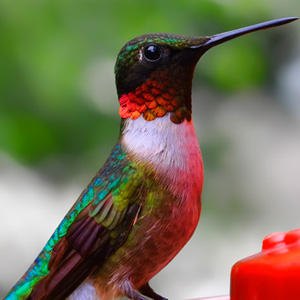 jeff strobel: hummingbird