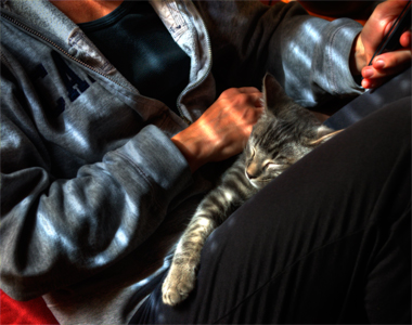 jeff strobel: lap kitten