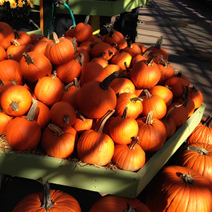 jeff strobel: harvest (harvest pumpkins in massachusetts)