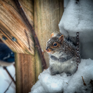 jeff strobel: snow squirrel (gray squirrel in new england snow)